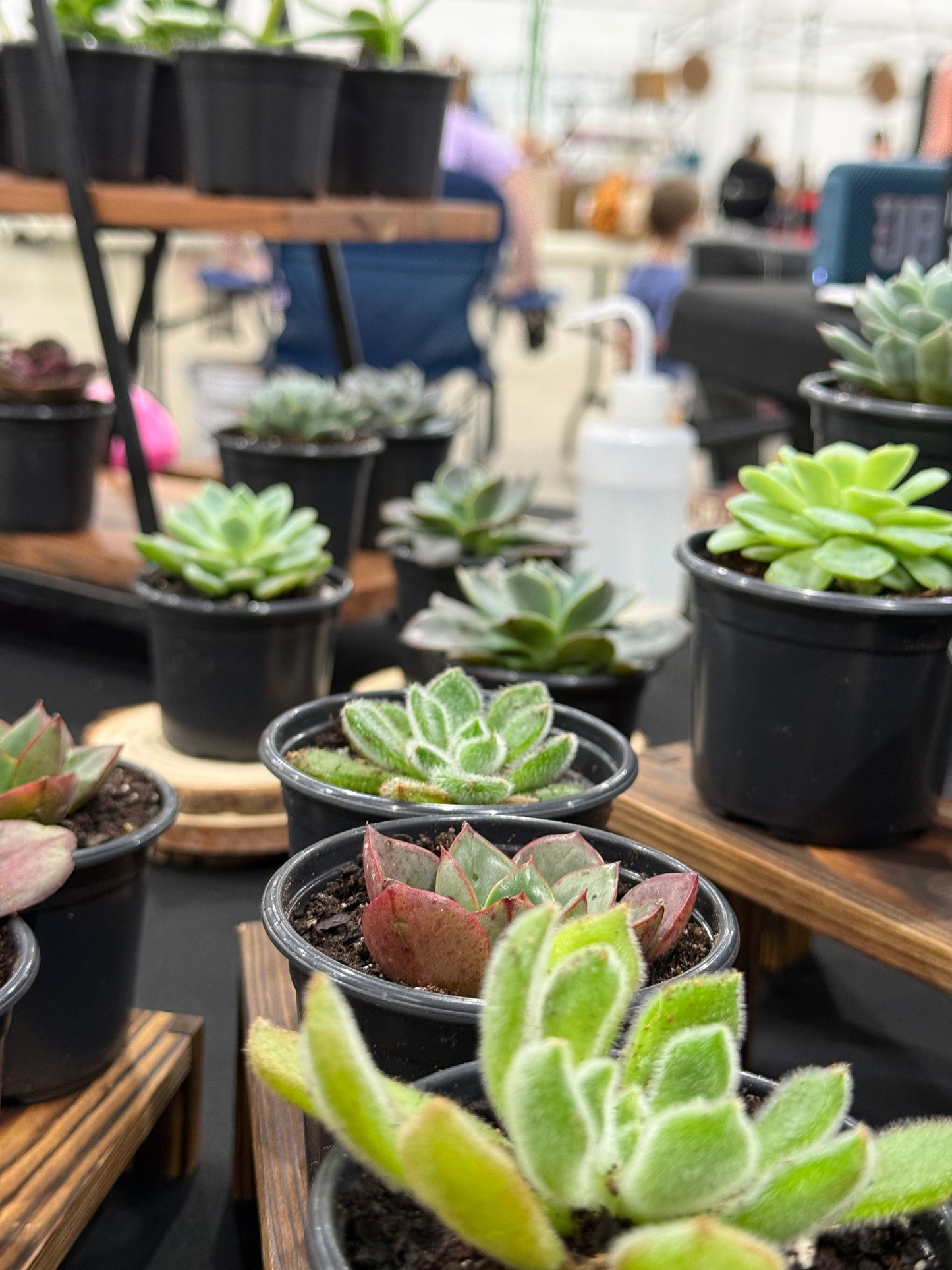 Succulents and Cactus